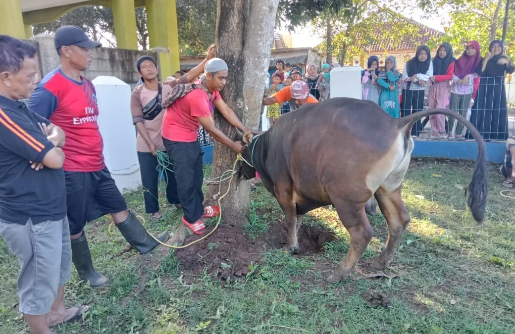 Muhammadiyah Pagaden Gelar Sholat Idul Adha, Potong 4 Sapi dan 16 Kambing