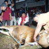 Gotong Royong, DPC PDIP Subang Kurban 4 Sapi dan 6 Kambing