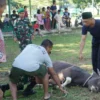 Rayakan Idul Adha Yonif 312 Kala Hitam Sembelih 6 Ekor Hewan Kurban