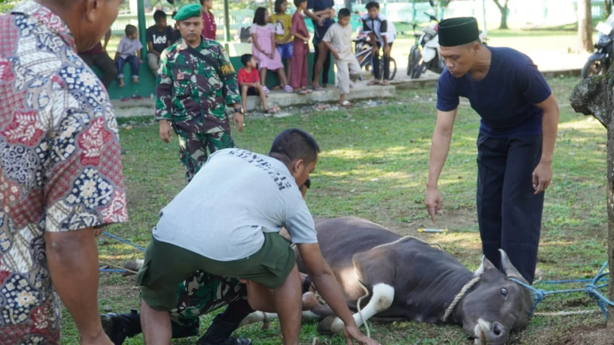 Rayakan Idul Adha Yonif 312 Kala Hitam Sembelih 6 Ekor Hewan Kurban