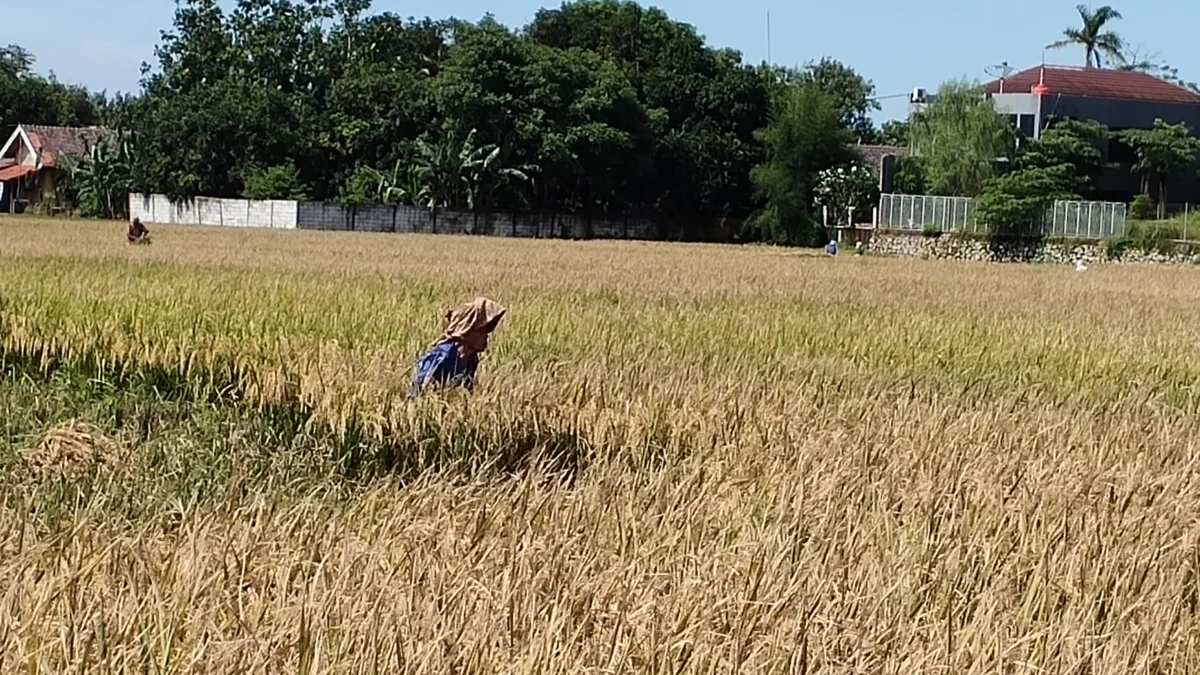 Pemkab Karawang Dorong Realisasi Hasil Panen 1,4 Juta Ton