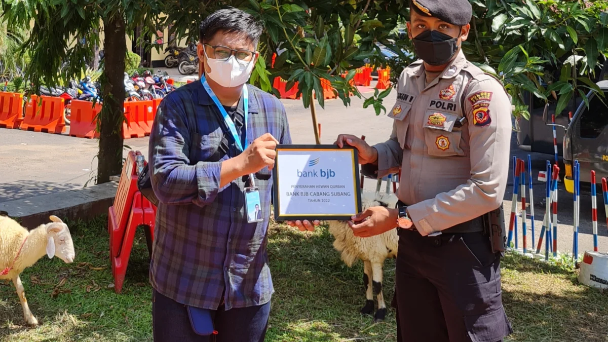 Tebar Kebaikan di Hari Raya Bank BJB Cabang Subang Serahkan Hewan Kurban, 2 Ekor Kambing dan 2 Ekor Sapi