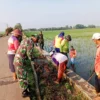 TNI Bersama Petani Lawan Serangan Tikus di Sawah