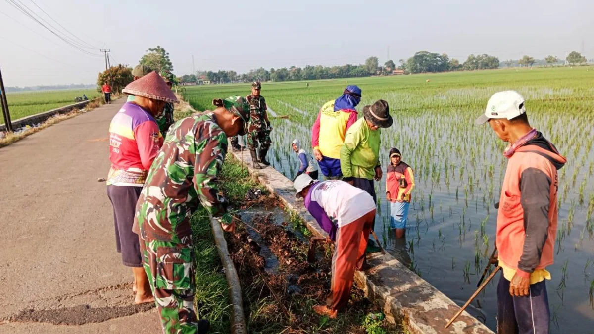 TNI Bersama Petani Lawan Serangan Tikus di Sawah