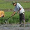 Food Estate, Dukung Impian Indonesia jadi Lumbung Pangan Dunia