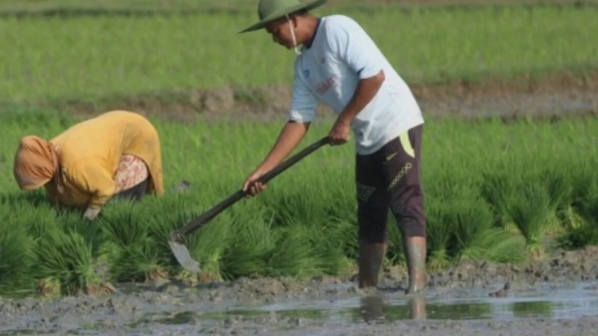 Empat Pilar untuk Memuluskan Food Estate