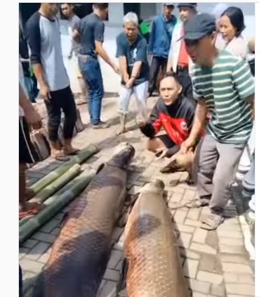 HEBOH Ikan Arapaima Gigas, Warga Temukan Usai Banjir Garut (tangkapan layar dari @infojawabarat)