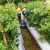 Jelang Hari Raya Idul Adha, Harga Cabai Tembus Rp85.000 (GAGAL PANEN: Para petani cabai rawit di Lembang mengalami gagal panen yang mengakibatkan harga cabai terus melambung jelang Idul Adha. EKO SETIONO/PASUNDAN EKSPRES)