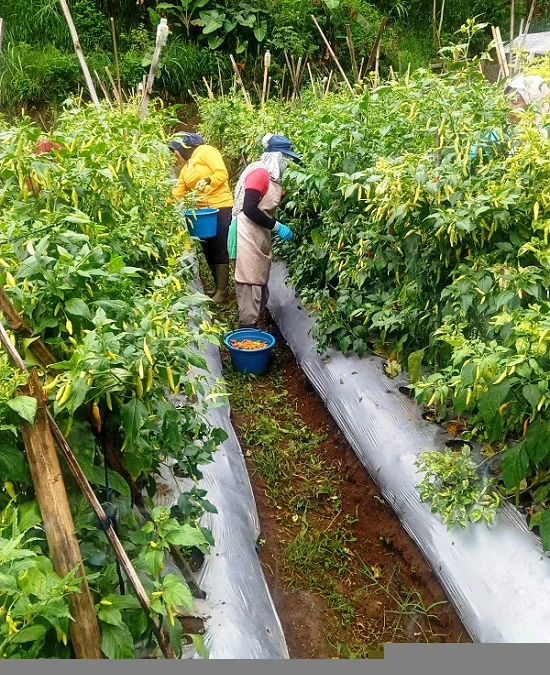 Jelang Hari Raya Idul Adha, Harga Cabai Tembus Rp85.000 (GAGAL PANEN: Para petani cabai rawit di Lembang mengalami gagal panen yang mengakibatkan harga cabai terus melambung jelang Idul Adha. EKO SETIONO/PASUNDAN EKSPRES)