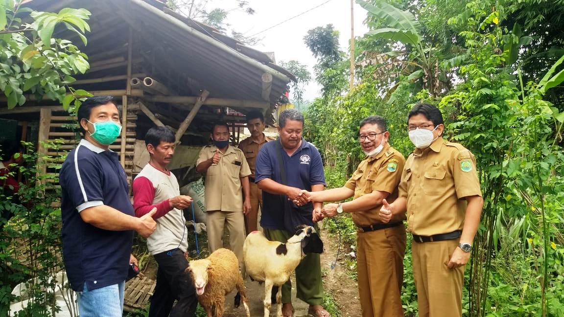 Geliatkan Kembali Usaha Peternakan , Dinas Peternakan dan Kesehatan Kabupaten Subang Sebar Ribuan Bantuan Ternak Atasi PMK