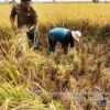 Subang Masih Lumbung Padi Nasional, Produksi Konsisten Urutan Ketiga