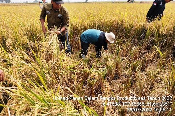 Subang Masih Lumbung Padi Nasional, Produksi Konsisten Urutan Ketiga