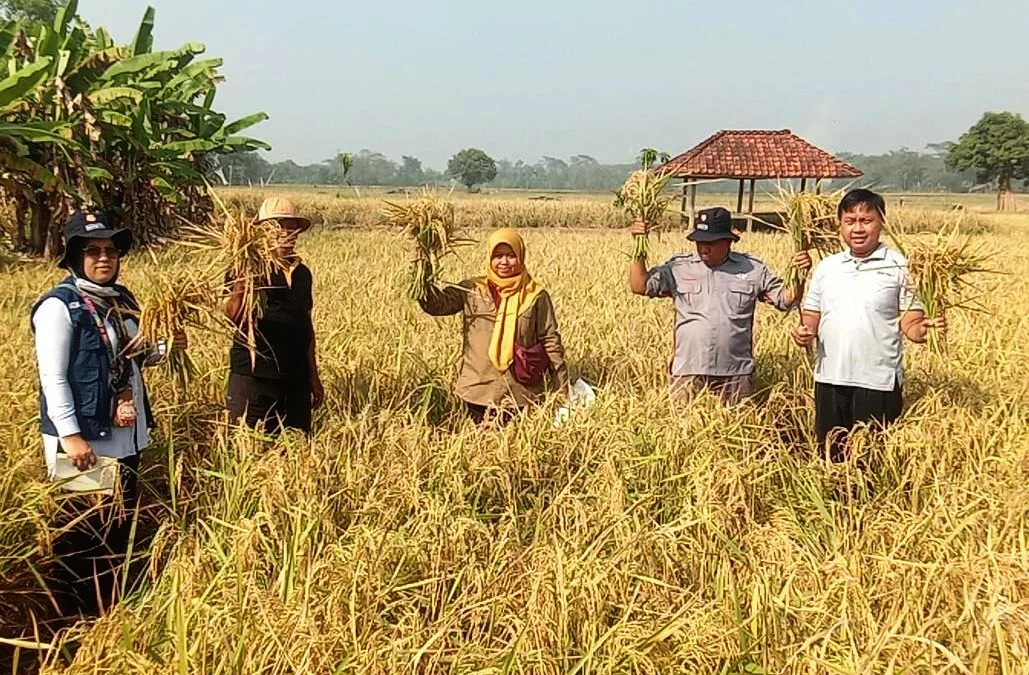 Produksi Padi Ketan di Binong Tinggi