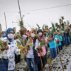 Banjir Bawang Merah di Panen Tahun Kedua