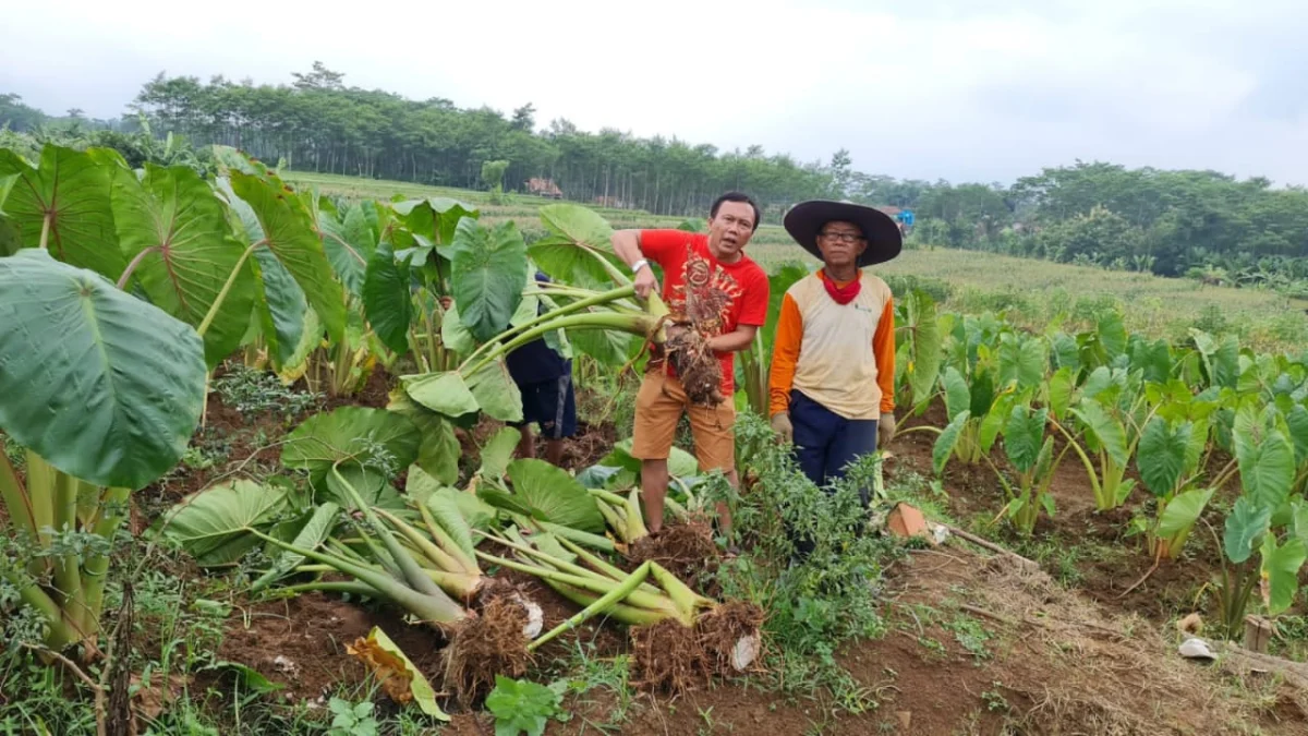 Kementan Kembangkan Talas dan Olahannya Untuk Pangan Alternatif dan Ekspor