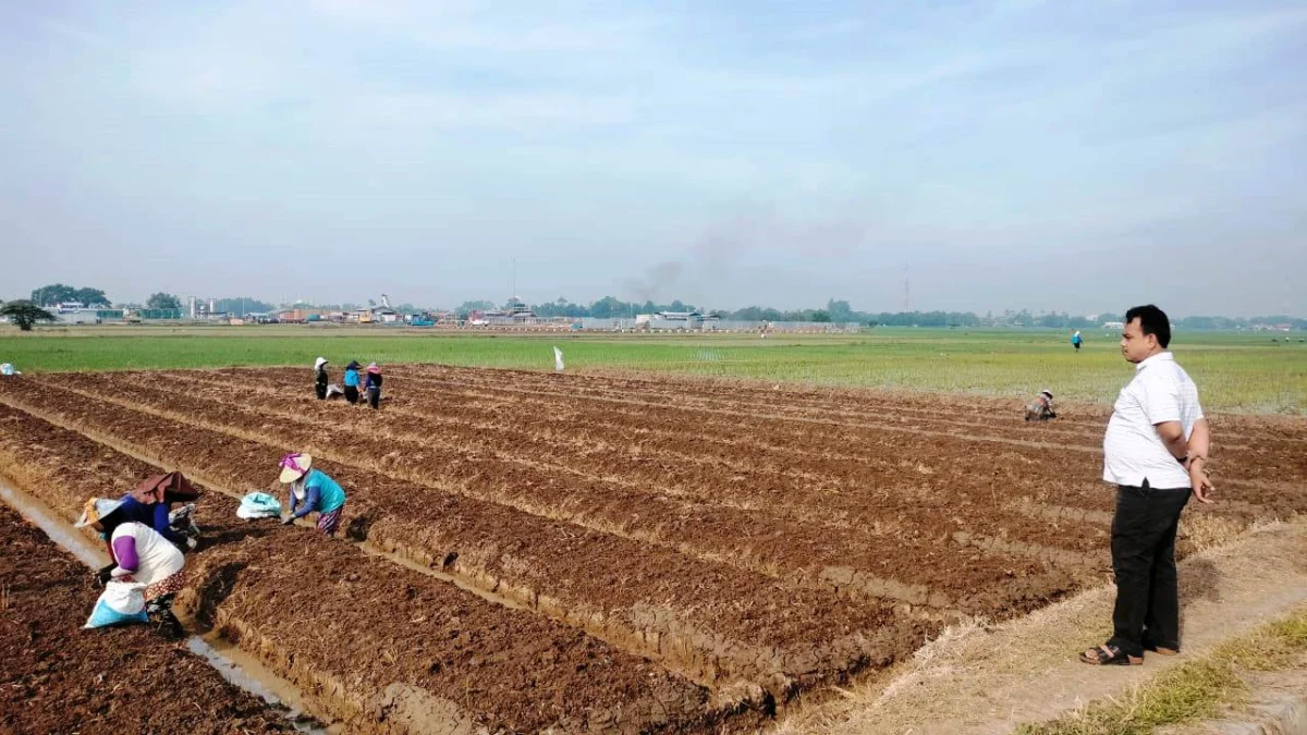 Budidaya Bawang Merah Mulai Menggeliat, Pemdes Pusakaratu Ajak Petani Menanam