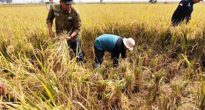 Segera Dikunjungi Gubernur Jabar dan Kementan, Desa Bojongtengah Siapkan Benih Unggul