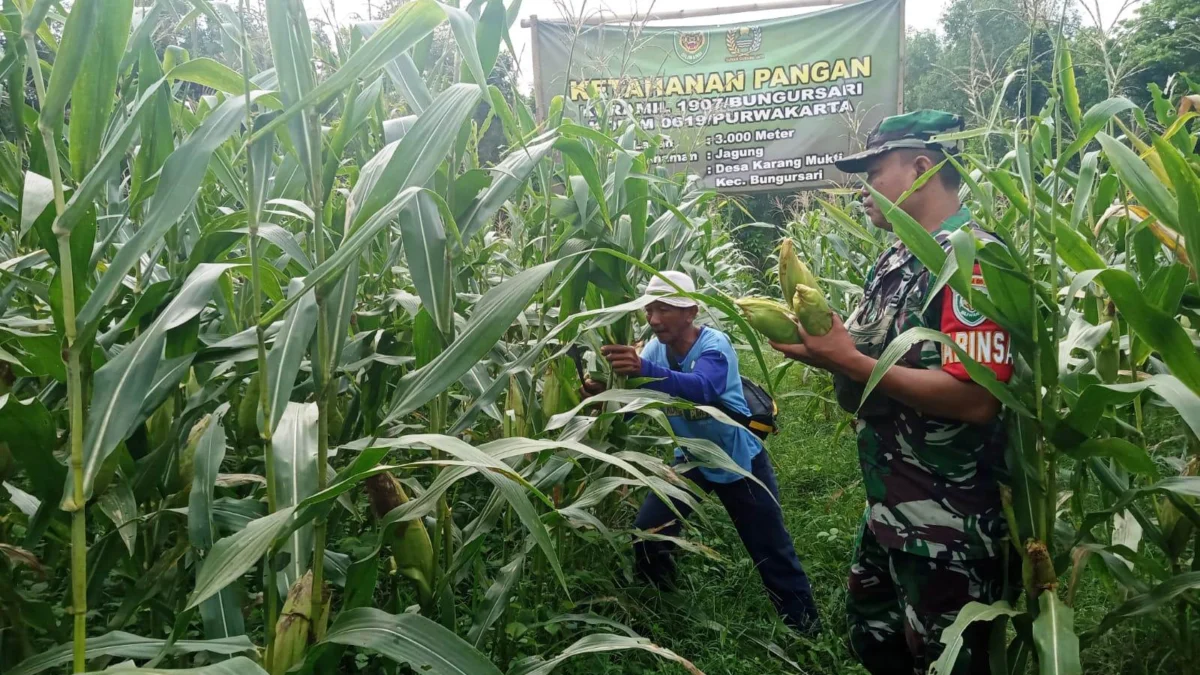 Ketahanan Pangan, Babinsa Koramil 1907 Purwakarta Dampingi Panen Jagung