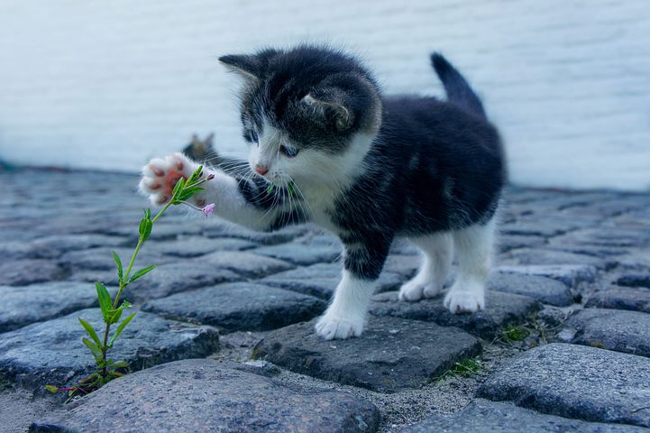 Mitos atau Fakta Memelihara Kucing Dapat Menyehatkan?