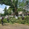 Berikut Daftar Jalan Rawan Pohon Tumbang di Kota Subang, Hati-hati di Musim Hujan