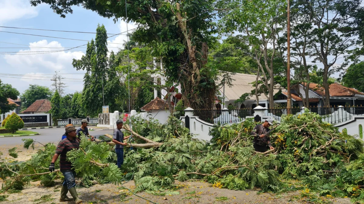 Berikut Daftar Jalan Rawan Pohon Tumbang di Kota Subang, Hati-hati di Musim Hujan