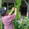 Khawatir Obat Sirup Mengandung Zat Berbahaya, Orang Tua di Subang Pilih Cara Alami Sembuhkan Anak Sakit 