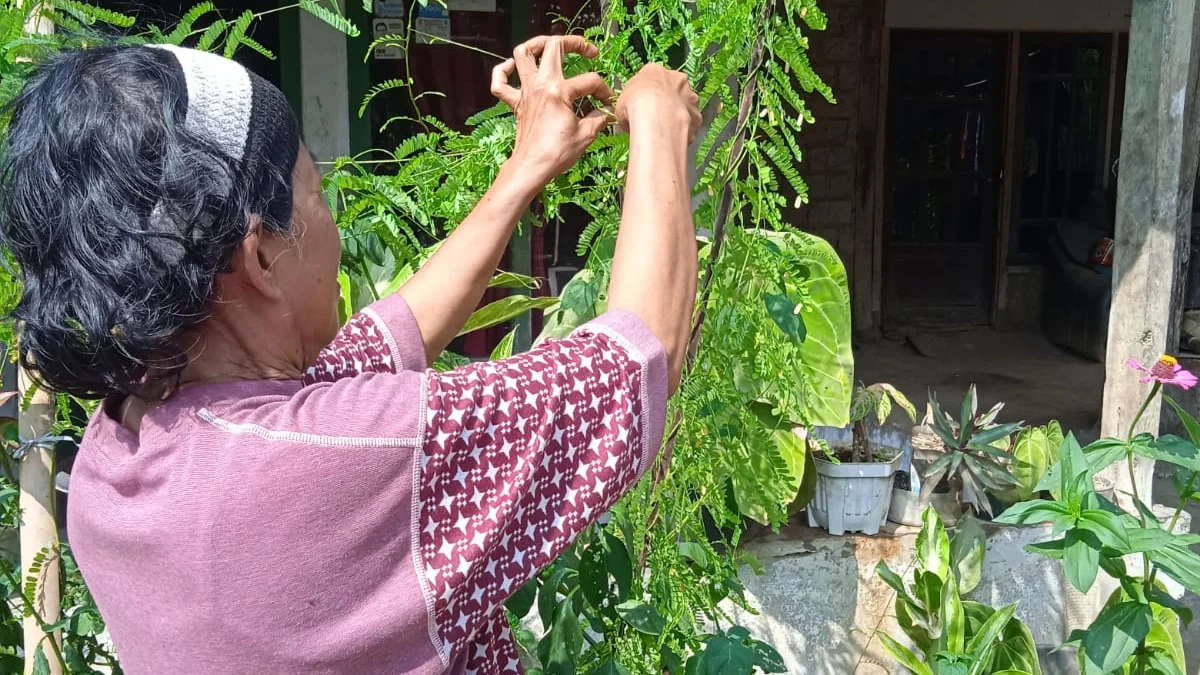 Khawatir Obat Sirup Mengandung Zat Berbahaya, Orang Tua di Subang Pilih Cara Alami Sembuhkan Anak Sakit 