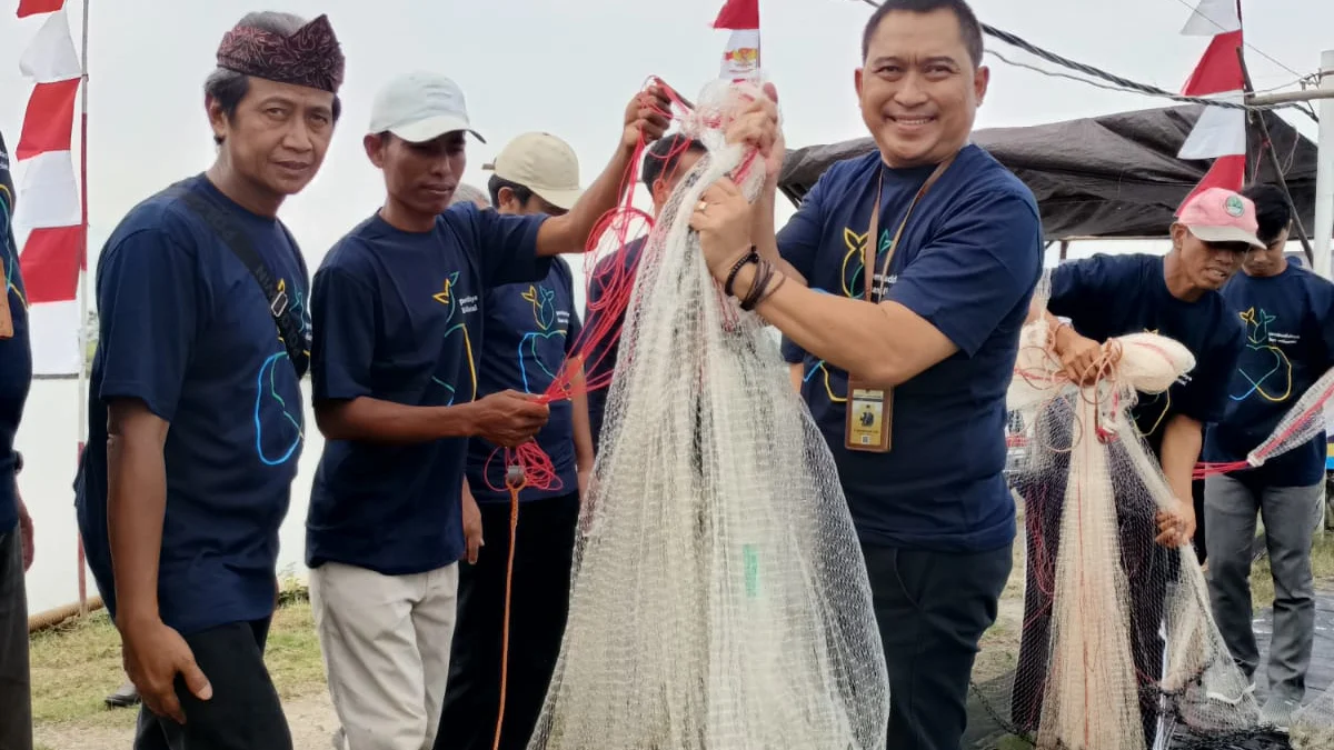 Dukung Program Strategis Gubernur Ridwan Kamil, Dinas Kelautan dan Perikanan Jabar Panen Udang Vaname Milenial Juara