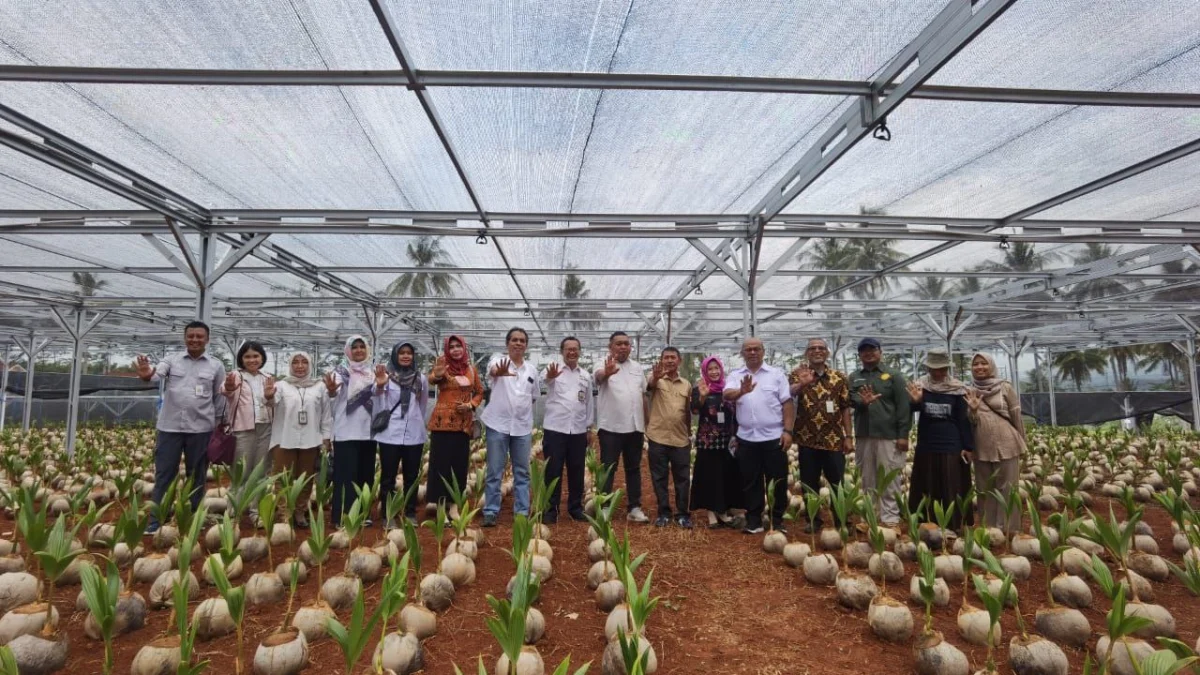 Genjot Produksi, Kementan Bangun Nursery Modern Kelapa