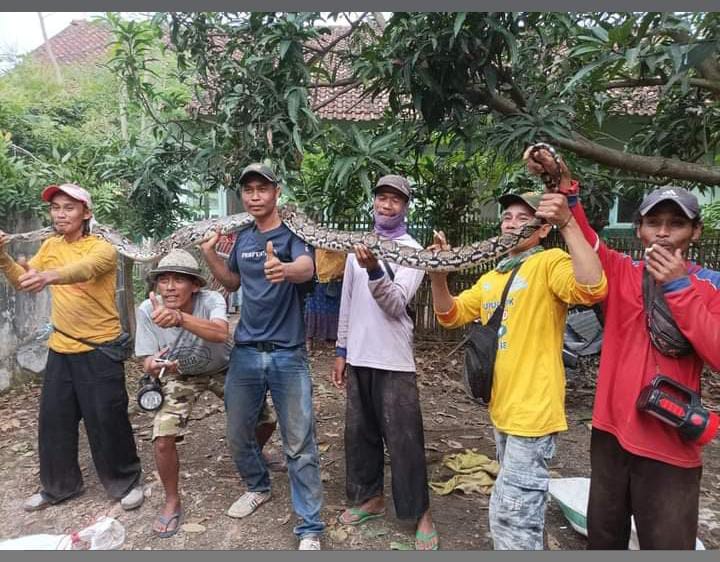 Ular Sanca Sepanjang 4 Meter Gegerkan Warga Pusakanagara, Sebelumnya Ditemukan Biawak Bobot 8 Kg