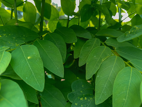 10 Manfaat Daun Katuk untuk Ibu Menyusui, Dapat Mencerahkan Wajah!