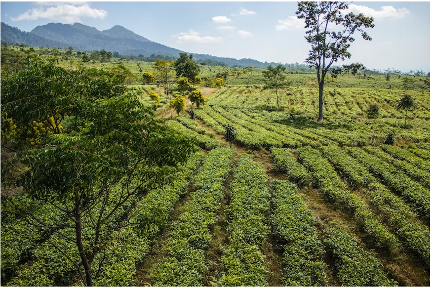 Asal Usul Nama Kota Subang, Lengkap Sejarah Singkat Kabupaten Subang! Klik di Sini (Daerah Ciater Subang, via Unsplash-Levi Ari Pronk)