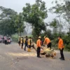 Cegah Korban Jiwa, BPBD Subang Tebang Pohon Rawan Tumbang di Jalur Selatan