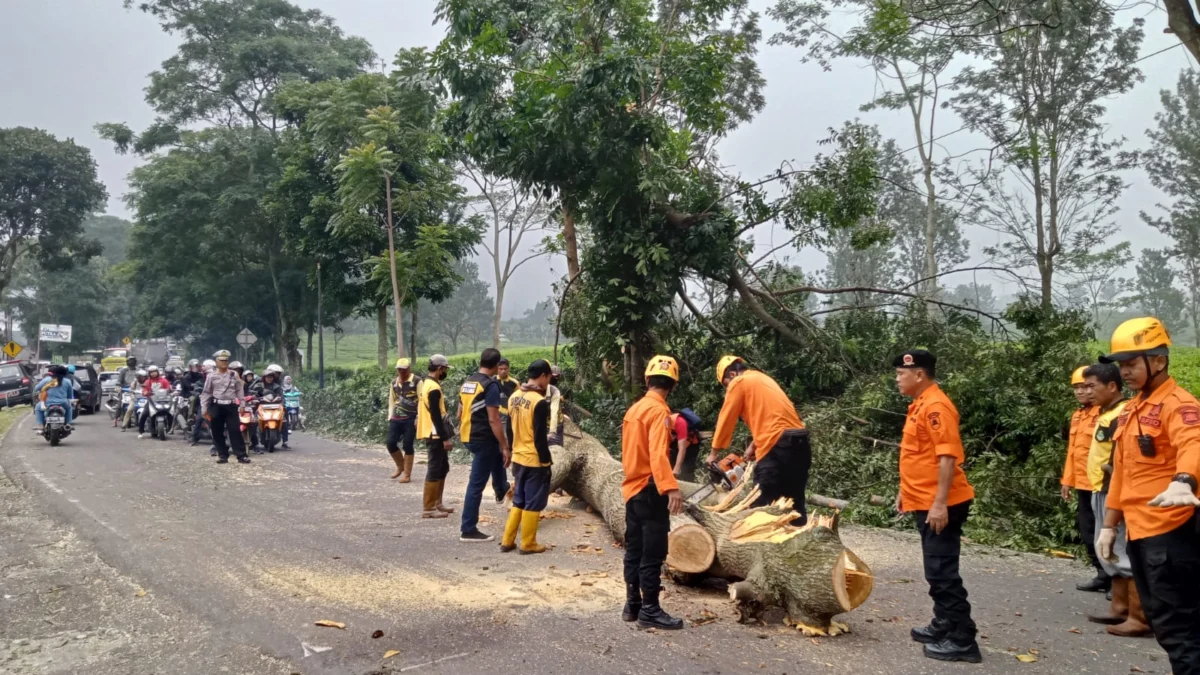 Cegah Korban Jiwa, BPBD Subang Tebang Pohon Rawan Tumbang di Jalur Selatan