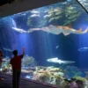 WOW! Destinasi Wisata Terbaru Aquarium Indonesia Pangandaran!