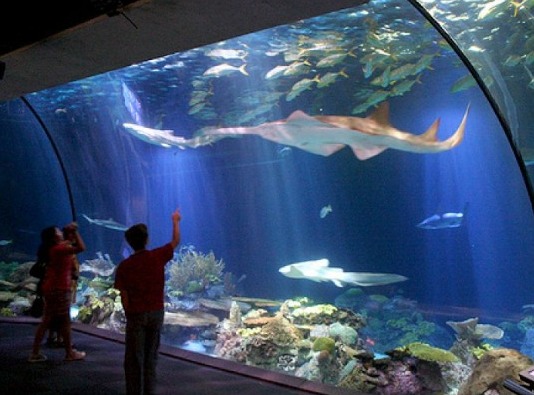 WOW! Destinasi Wisata Terbaru Aquarium Indonesia Pangandaran!