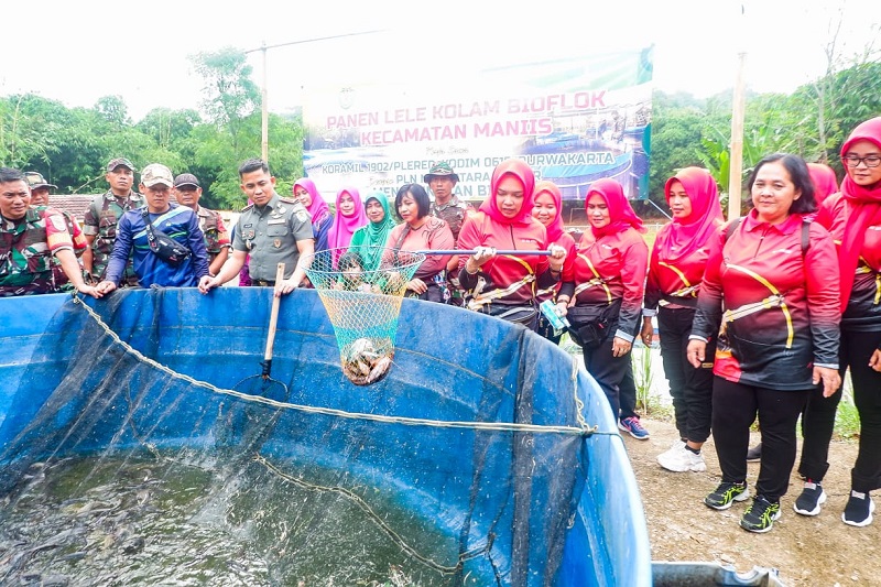 Budidaya Lele Bioflok, Kodim 0619 Purwakarta Buktikan BIOS 44 Percepat Panen Lele