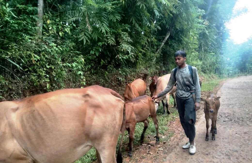 Awal mula wabah Antraks di Gunungkidul