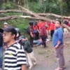 EKO SETIONO/PASUNDAN EKSPRES EVAKUASI: Petugas KBKPH Lembang dibantu warga mengevakuasi pohon tumbang di Jalan Raya Lembang yang menewaskan satu orang pengendara.