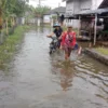 Dusun Langgensari di Pantura Subang Kembali Terendam Banjir 