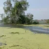 30 Hektare Sawah di Pantura Gagal Panen