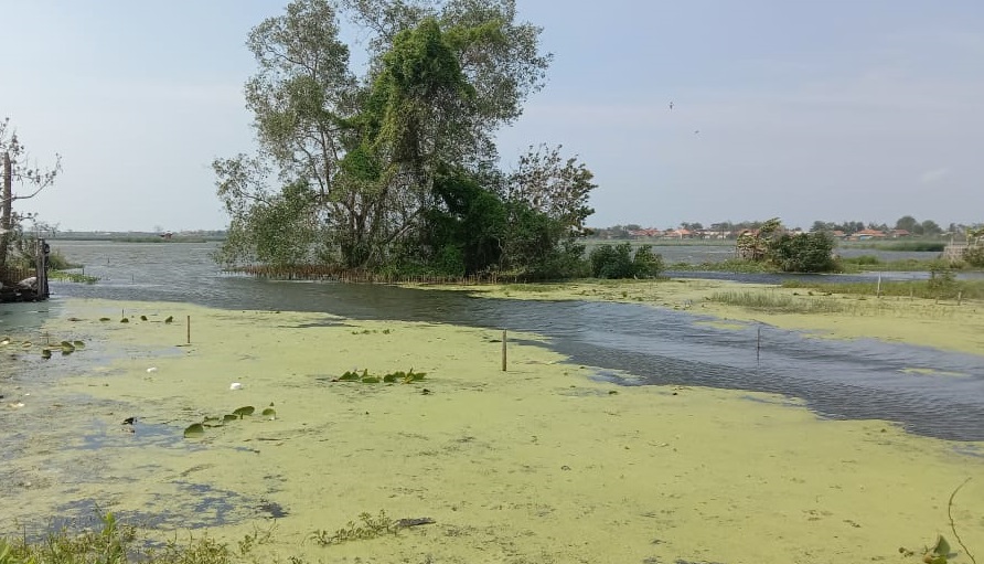 30 Hektare Sawah di Pantura Gagal Panen