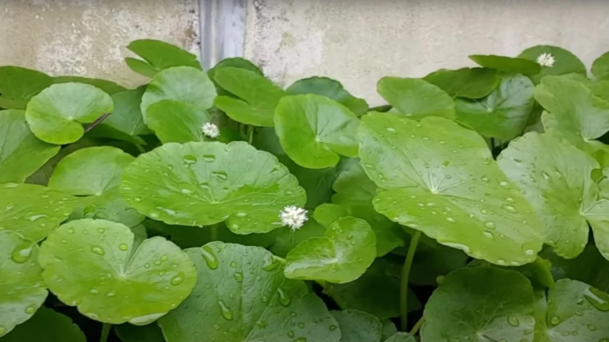 Daun Pegagan bermanfaat bagi kesehatan