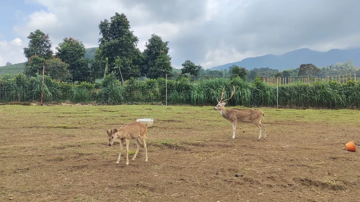 Di Subang Kini Ada Penangkaran Rusa, Cocok untuk Wisata Edukasi 