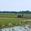 Lahan Pertanian Subang