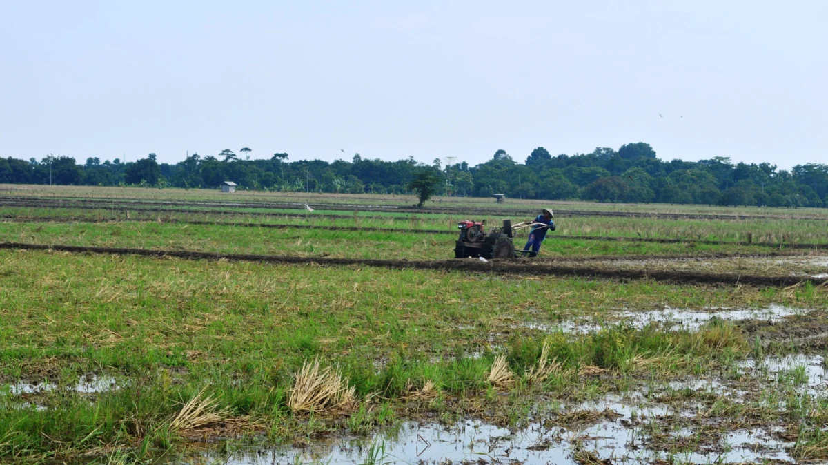 Lahan Pertanian Subang