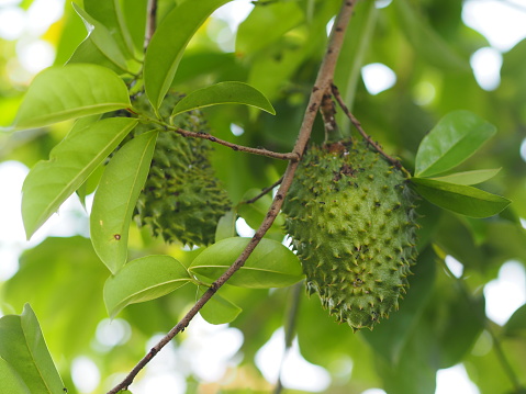 Pengalaman Minum Rebusan Daun Sirsak, Bisa Sembuhkan Penyakit Mematikan?