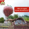 Harga Tiket Masuk Bukit Strawberry Lembang, Kebun Strawberry Petik Sendiri!