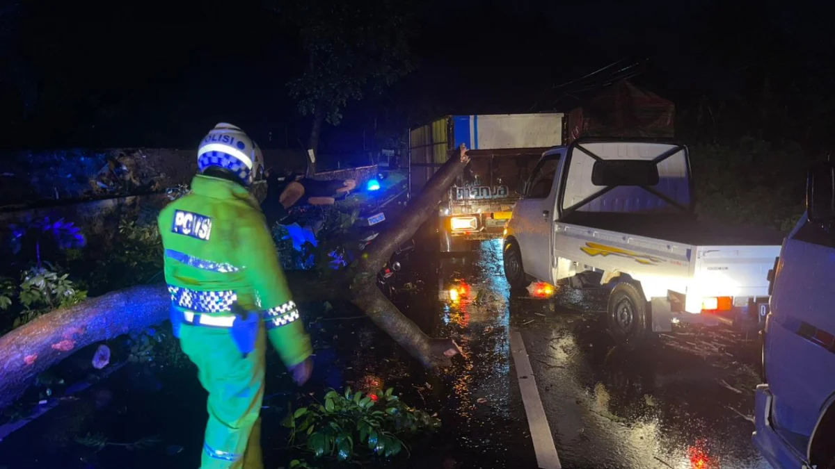 Polisi Langsung Atur Lalu Lintas Pasca Pohon Tumbang di Jalan Raya Cijambe Subang