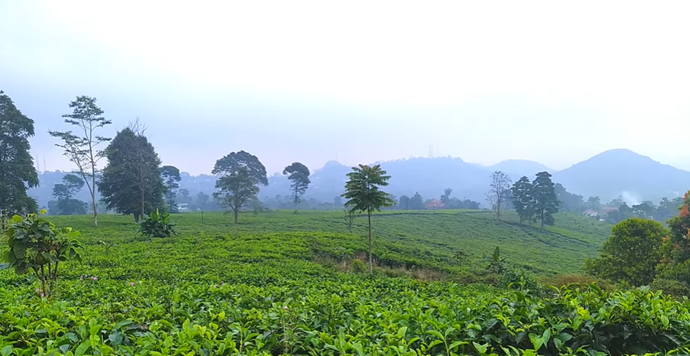 Tiket Masuk Kebun Teh Subang Terdekat, Adem Buat Healing